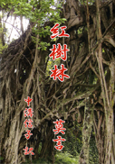 紅樹林